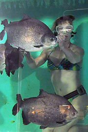 Live: Piranha Fütterung (Foto: Ingrid Grossmann)